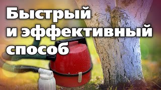 Осенняя Побелка Деревьев.  Как Побелить Растения Быстро