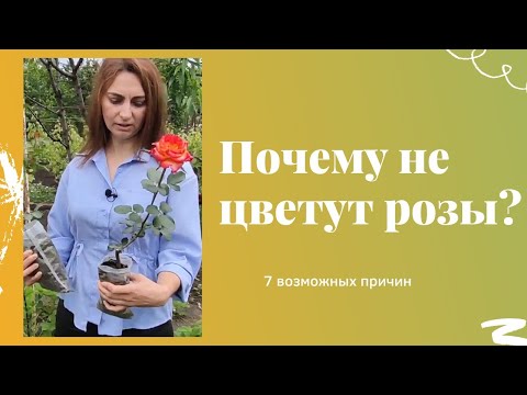 Почему не цветут розы? 7 возможных причин