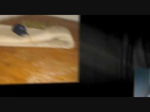 Carper Cleaners Downey Ca (Carpet Cleaning) $25 Per Room!