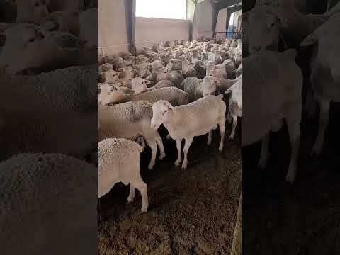پروار پرواربندی دام تهران