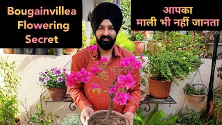 परमानेंट फूल वाले Bougainvillea care पर अभी कीजिए यह काम, Best Bougainvillea flowering fertilizer