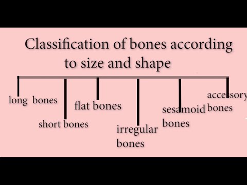 Classification of Bones | developmental classification | Regional Classification | Size & Shape