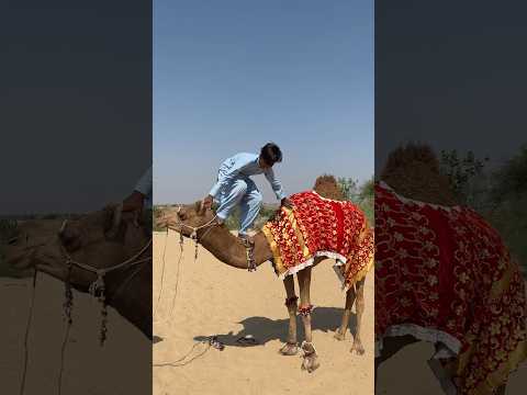 ت ى و س يم ي م س ح ع ل ى ع ن ق ج م ل ه و ي ض ح ك