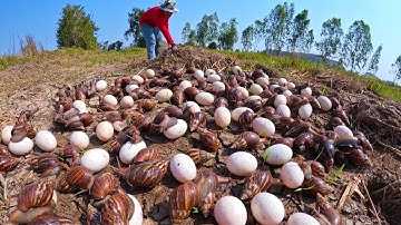 wow best videos - pick a lot of duck eggs and snails at field by hand a female farmer skills
