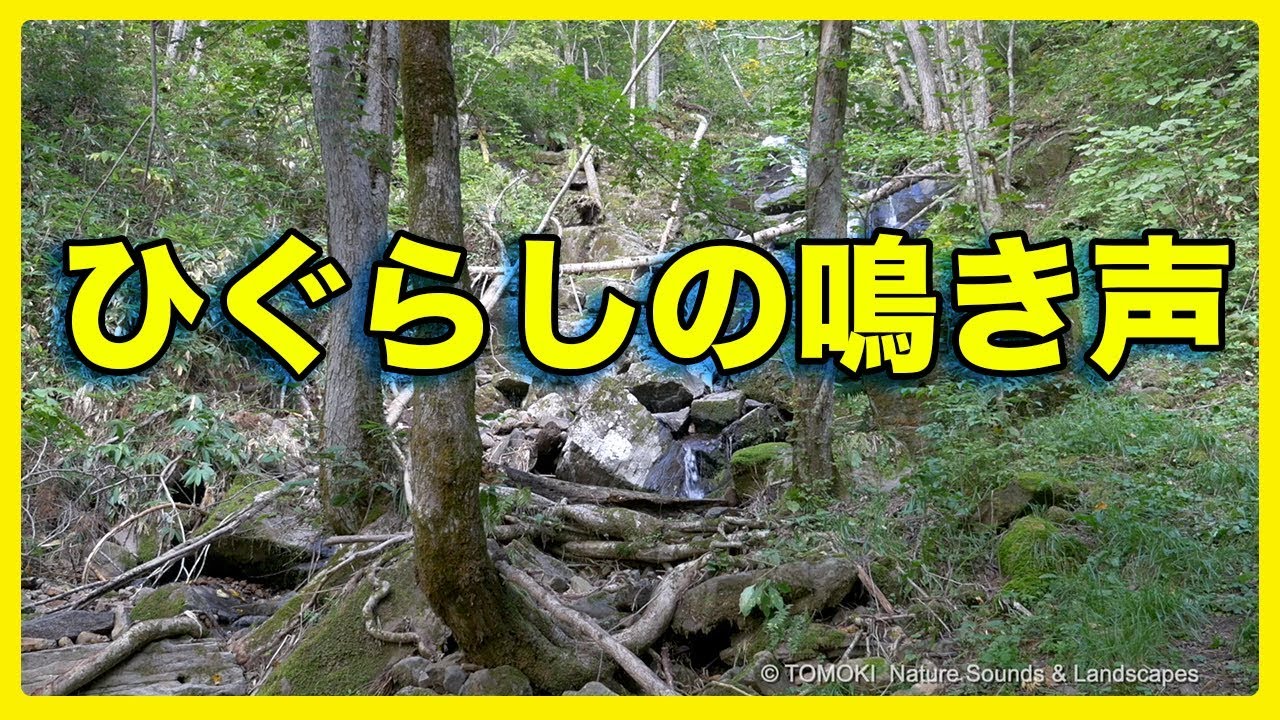 Watch Summer Nature Sounds in Japan / Higurashi (Evening cicada) &  Small Waterfall on YouTube