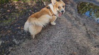 Corgi in a very beautiful place :)