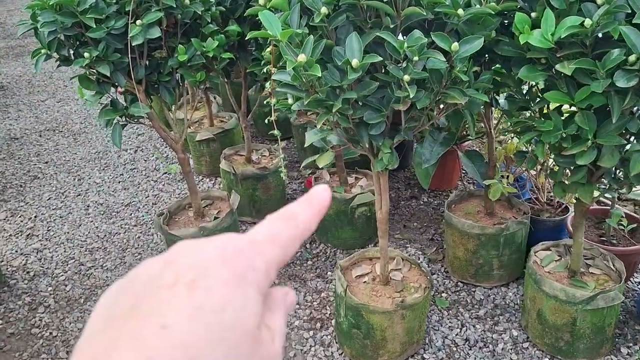 30 декабря 2025 г.  Камелия гунчасини ва баргини тукмаслиги учун нима киламиз