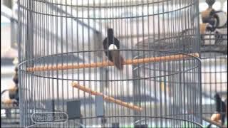 Murai Batu Hadiah Dari Kang Erik Alin Mastering