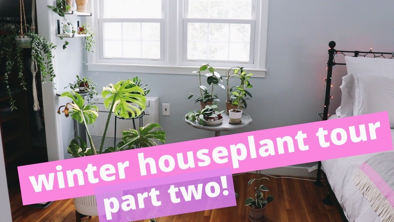Winter 2019 Houseplant Tour | Part Two πΏ