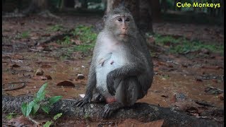 Monkey Diamond​​ Hungry, But She Can't Find Food Under Rain So Long, Cute Monkeys
