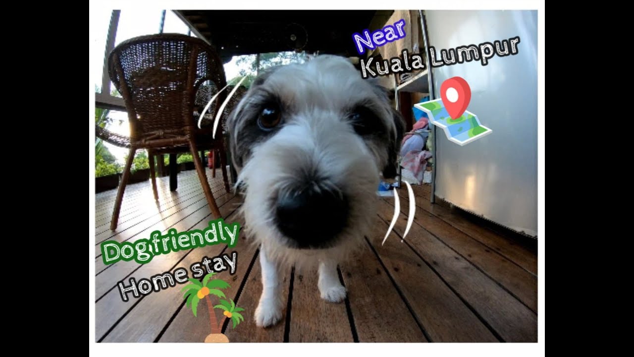 Dog Friendly Homestay near Kuala Lumpur (1.30 hrs) YouTube