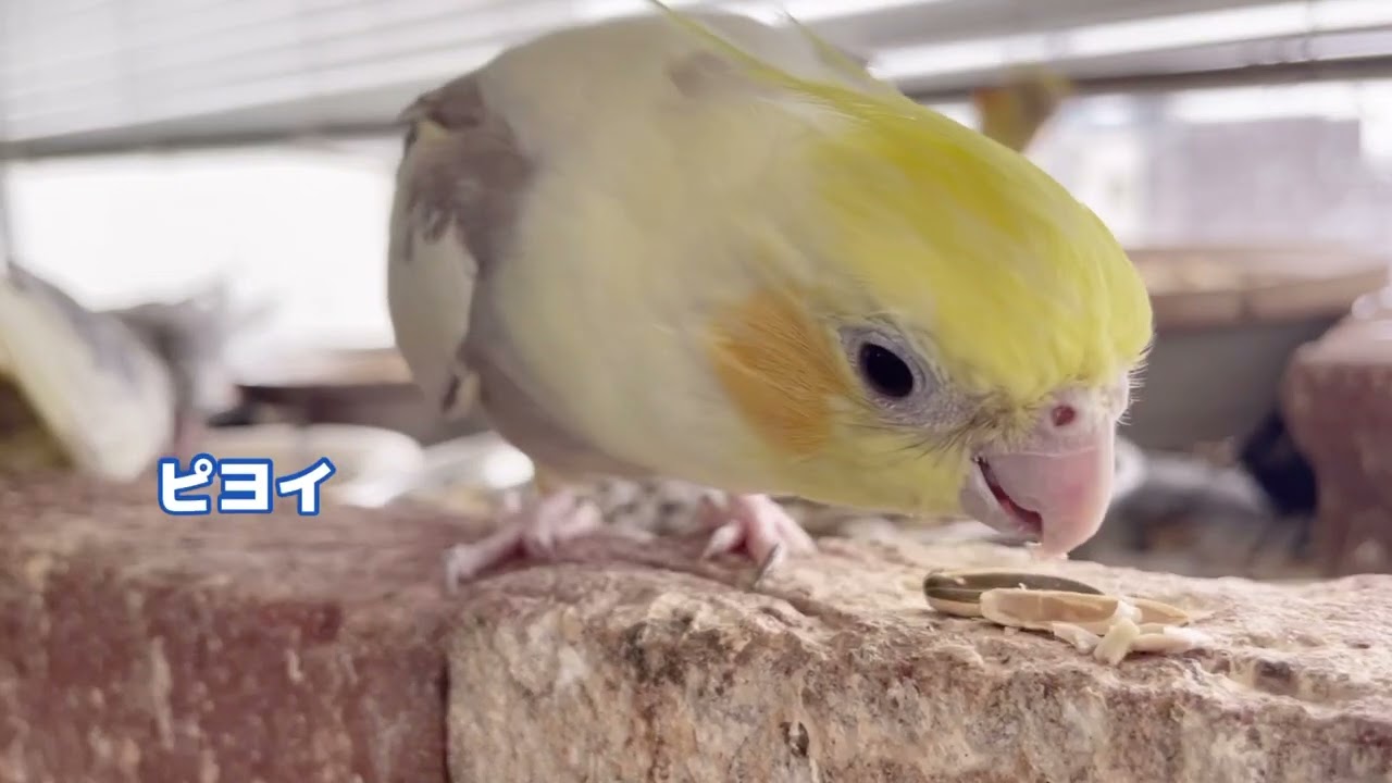 オカメインコのペアーが解消となりまして