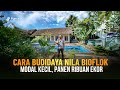 Cara budidaya ikan nila sistem biofolk dirumah  ikan gemuk sekali panen bisa ribuan ekor