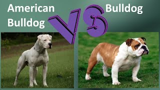 American Bulldog VS English Bulldog - Breed Comparison - Bulldog and American Bulldog Differences by BreedBattle 408 views 2 years ago 5 minutes, 44 seconds