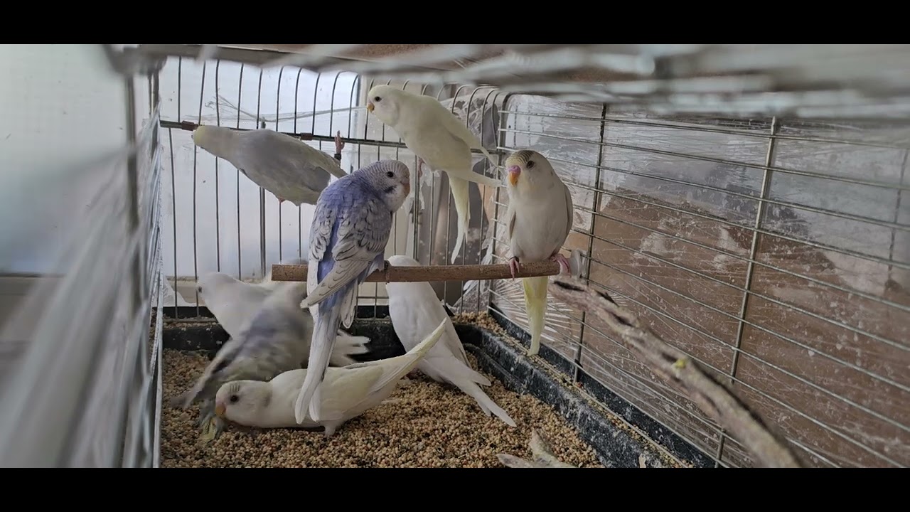 SONUNDA ÜRETİMİ BİTİRDİK🤩 SON YAVRULARIMIZI GÖNDERİYORUZ😊