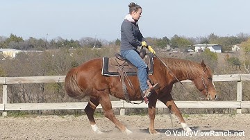 Cat Of High School - turns, jog, lope, big stops! - ValleyViewRanch.net