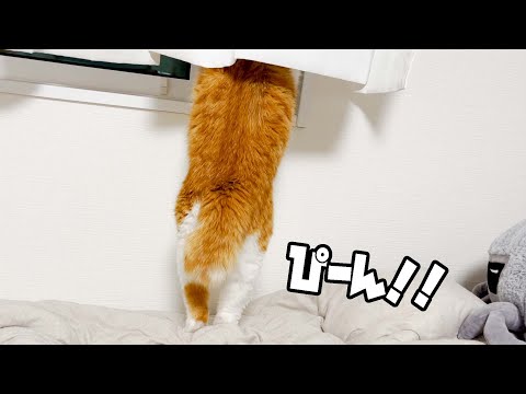 お外を覗く子猫(成猫)の下半身が可愛すぎる