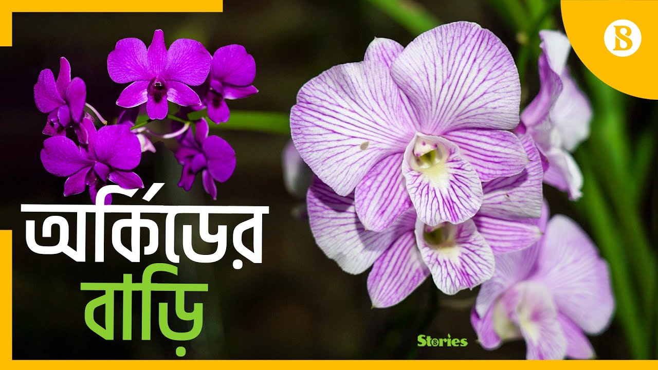 Orchid Flower Meaning In Marathi Best Flower Site