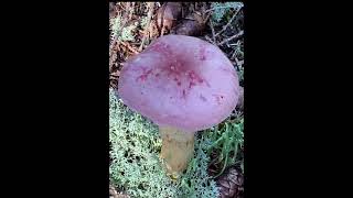 First time to see a pink mushroom #shorts