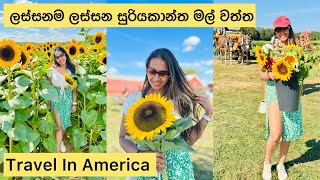 ඇමරිකාවේ ලස්සන සුරියකාන්ත මල් |අක්කර 300 ක මල් බලමු| Life in America | memories collection