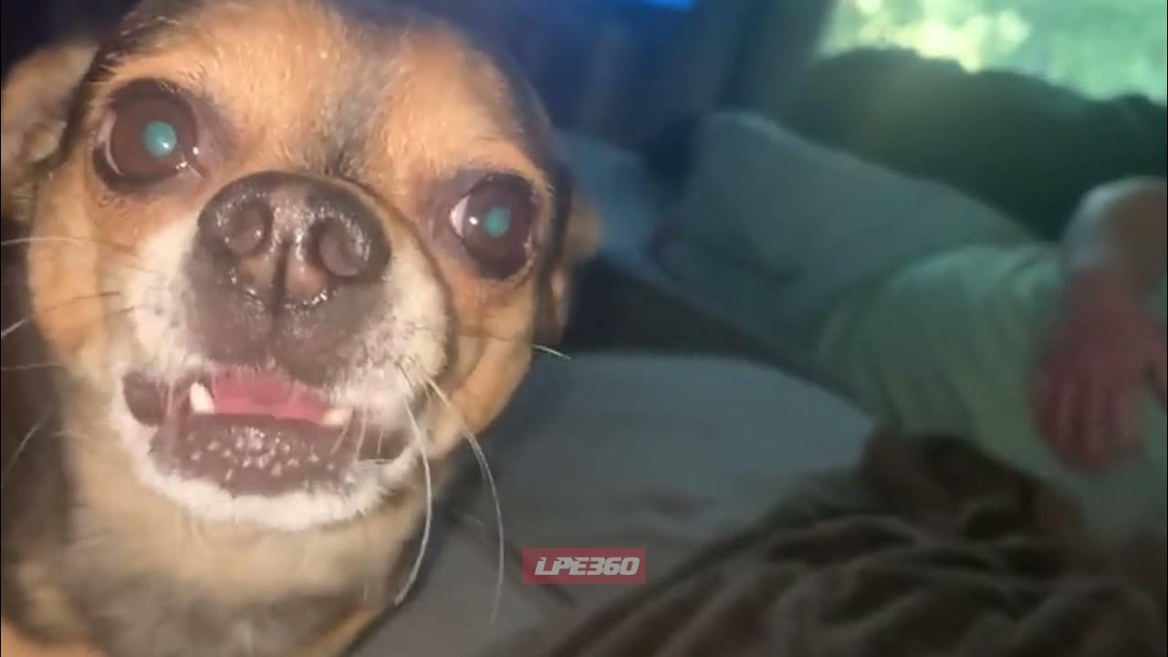 Dog jumps on man who blows at him YouTube