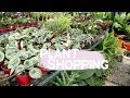 PLANT SHOPPING at GREEN MEADOWS (Philippines) |  Plant Tour #3  |  #AynLovesPlants