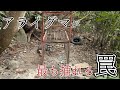 「アライグマ捕獲」に特化した罠。