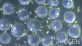 Micromotors Zoom Thru Cancer Cells