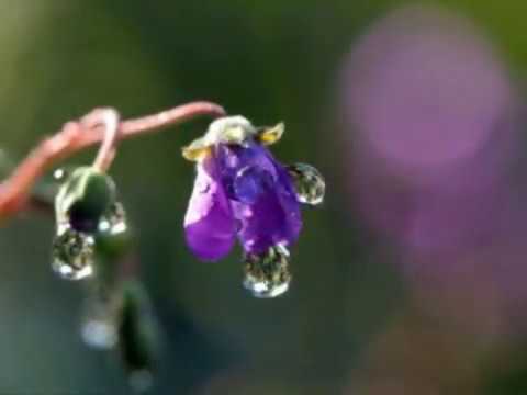 Flower Tears