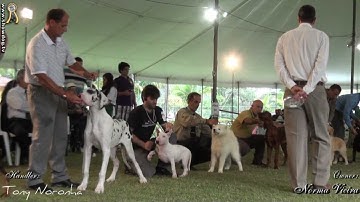 Naniva Hexengold Liberte   FECERJ   Novembro 2012