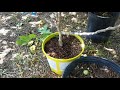 Air Layer Brown Turkey Fig Trees (San Antonio 8B)