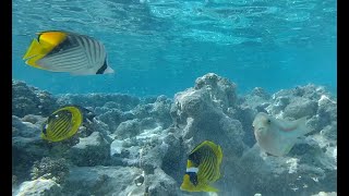 Кораловый Пляж Хадаба  Sharm-El-Sheikh Hadaba Beach coral