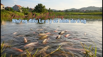 NUÔI CÁ RÔ PHI VÀ ĐIÊU HỒNG THÀNH CÔNG - MỘT SỐ ĐIỂM LƯU Ý