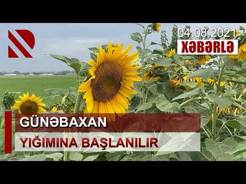 Video: Polensiz günəbaxanlar toxum verəcəkmi?