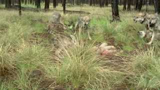 See what arizona game and fish its federal, tribal private partners
are doing to recover the endangered mexican wolf. this video was
created by i...