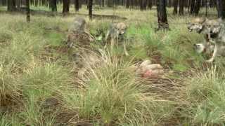 Arizona's Endangered Mexican Wolves