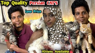 CAT'S Persian Cattery | Rare Color cats | Dall face,semi punch persian cats in india,homely kittens