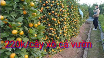 Báo giá quất tết 2022, giá quất cảnh 2022 tại vườn quất tháp, quất lùm, quất dáng thông