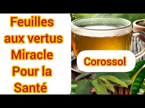 Feuilles De Corossol Le Remède Naturel Miracle Aux Bienfaits Méconnus 