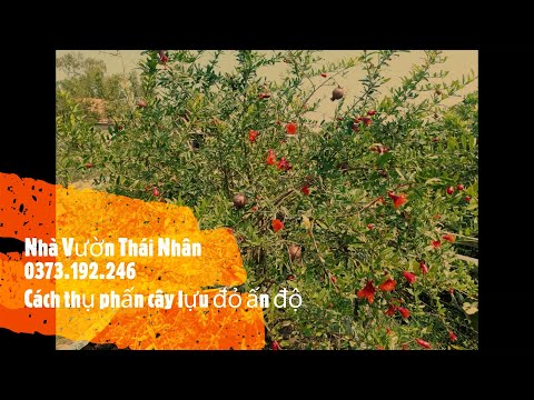 Video: Lựu Có Cần Người Thụ Phấn - Thông Tin Về Sự Thụ Phấn Của Cây Lựu