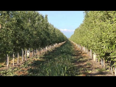 Video: Bağlı çiçəkləri Suvarmaq üçün Suvarma Qabını Necə Seçmək Olar?