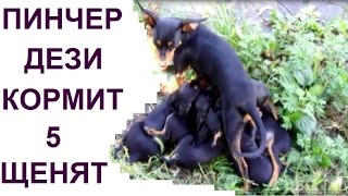 Карликовый пинчер кормит маленьких пинчеров 5 щенков Видео из Италии Карликовый пинчер кормит маленьких пинчеров 5 щенков Видео из Италии