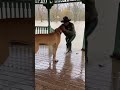 Great Dane Rescued from Flooded Park Gazebo  #dog #rescue #shorts #youtubeshorts