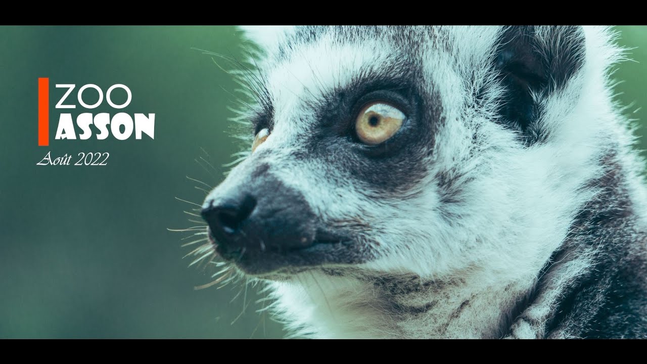 Le ZOO d'asson. - YouTube