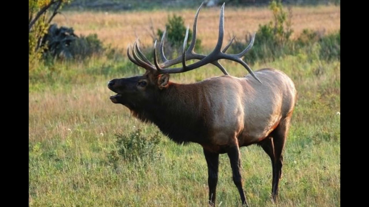 Cenozoic Survival Elk and Macrauchenia ReSound YouTube