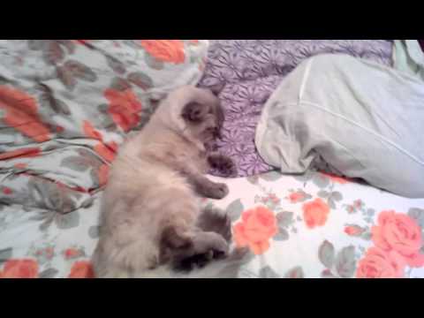 Video: Cat Bayun: How To Give To A Cat