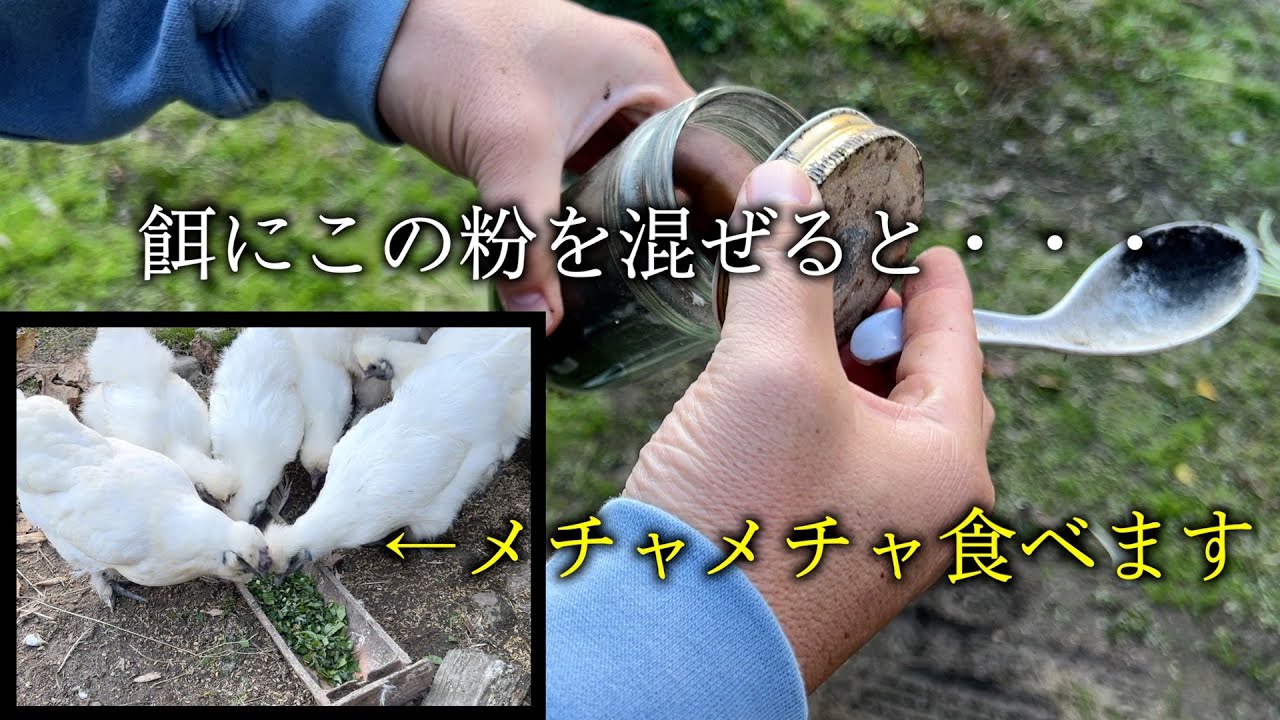 【島根県在住】最高に美味しいニワトリの餌を作りましょう - YouTube