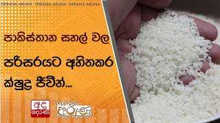 පාකිස්තාන සහල් වල පරිසරයට අහිතකර ක්ෂුද්‍ර ජීවීන්...