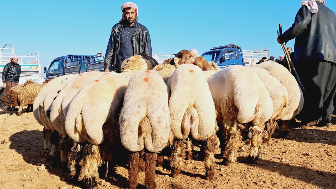 سوق ادلب يوم الأحد/ 25 / 2 / 2024 / غنم مطافيل انباعت 485 $/ خروف لحم/ خروف رباطة/ كبش لحم/