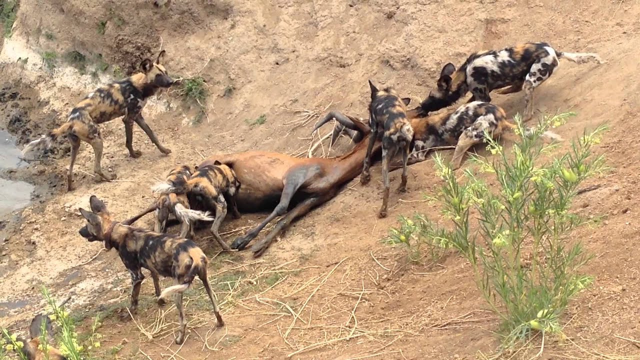 Resultado de imagem para african wild dogs hunting